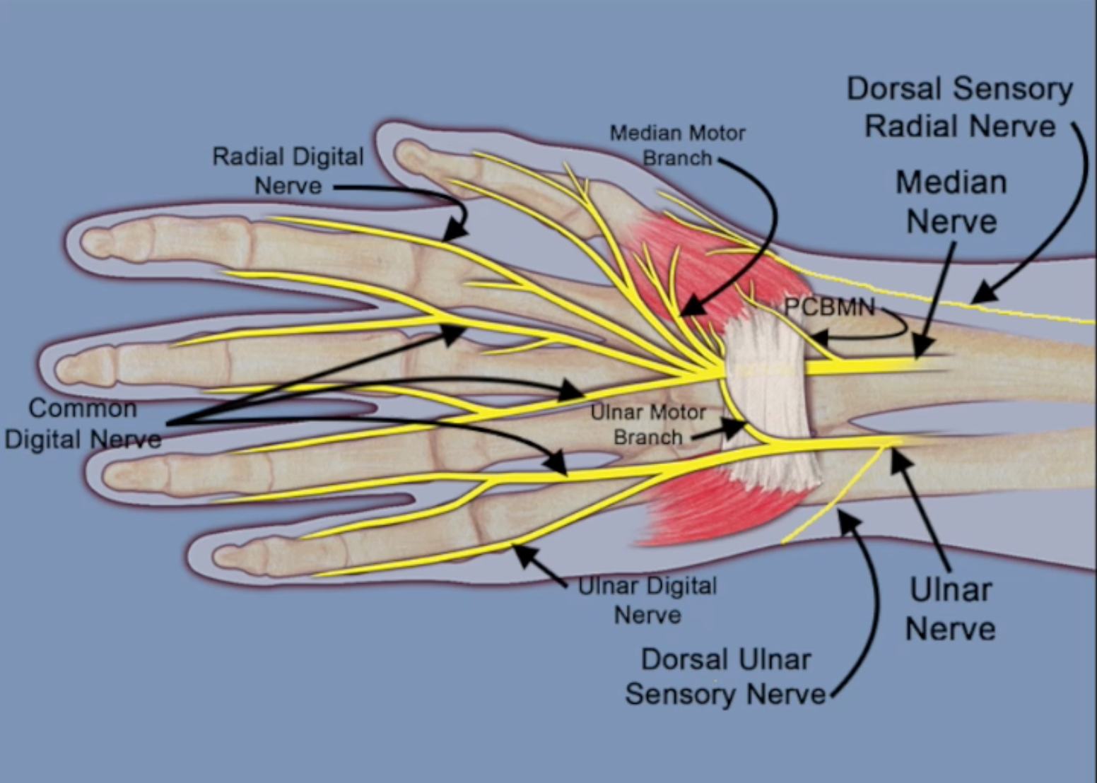Ulnar Nerve Anatomic Structures At Risk